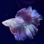 betta1040