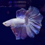 betta1040
