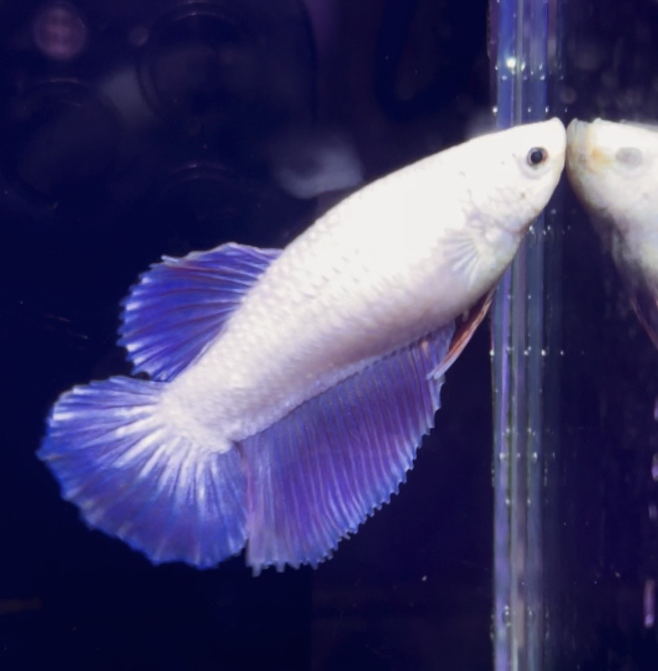 betta1039