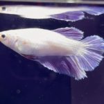 betta1039