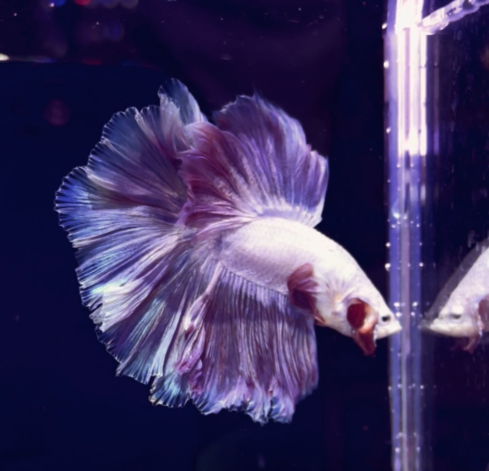 betta1040
