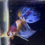betta1043