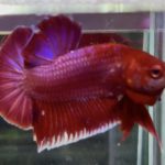 betta1044