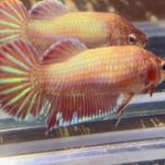 betta1044