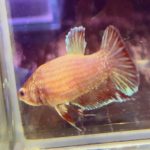 betta1044
