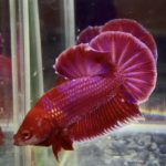 betta1044