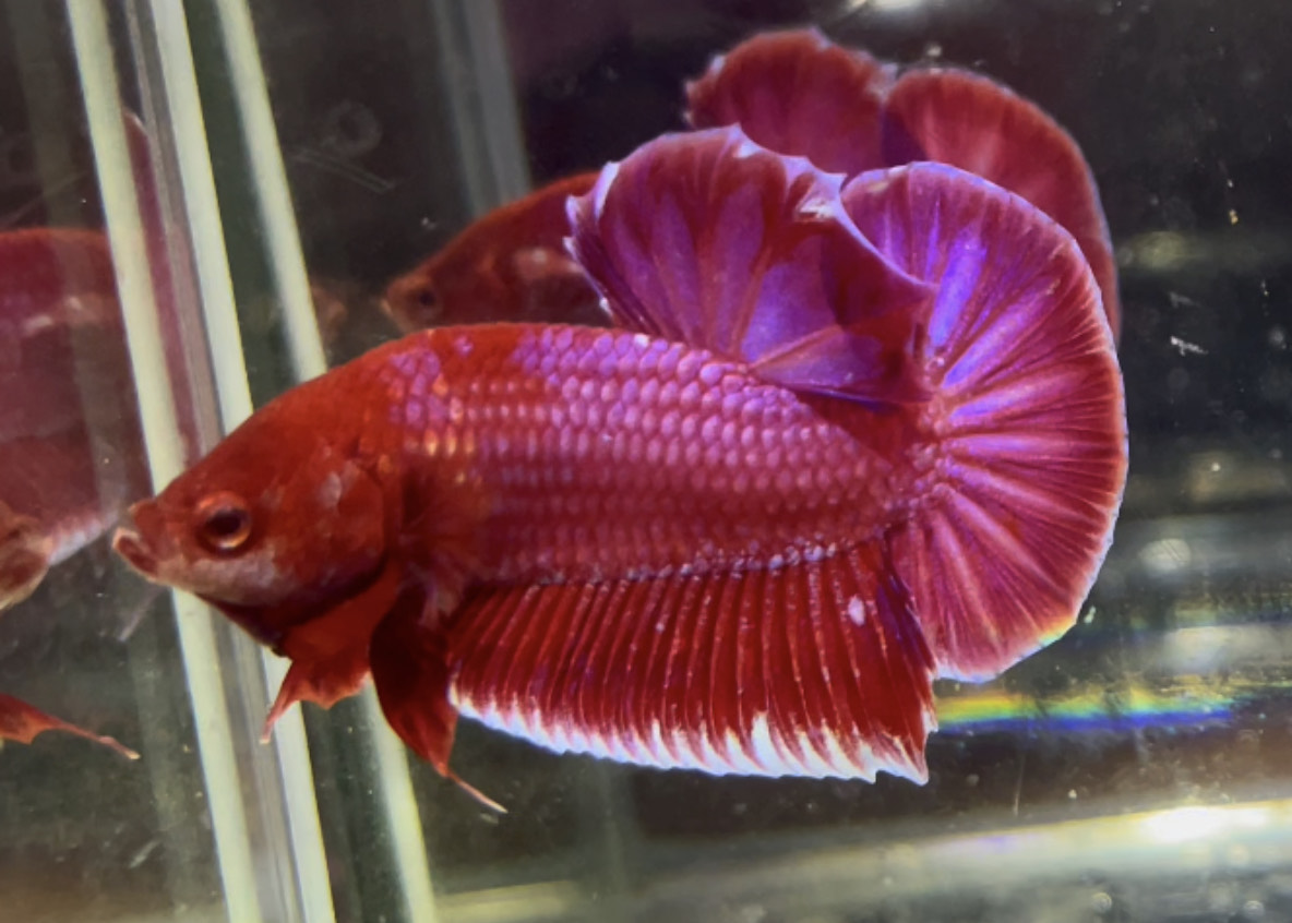 betta1044