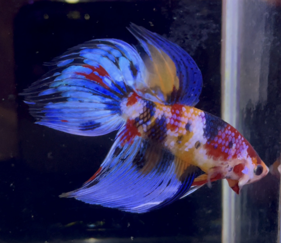 betta1043