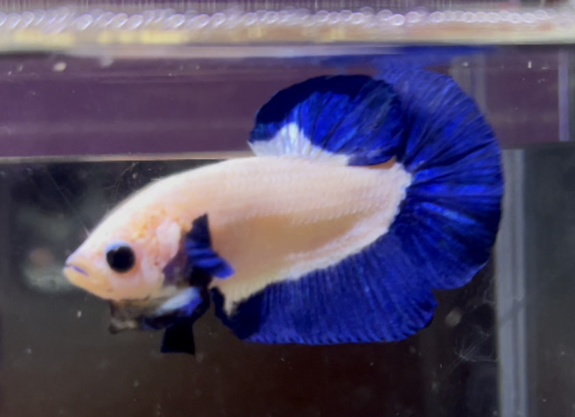 betta1045