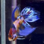 betta1043