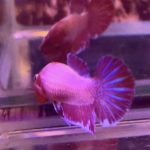 betta1044