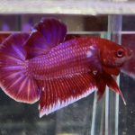 betta1044