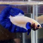 betta1045