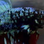 betta1047