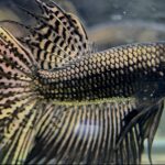 betta1046