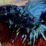 betta1047
