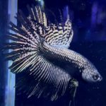 betta1046