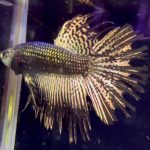 betta1046