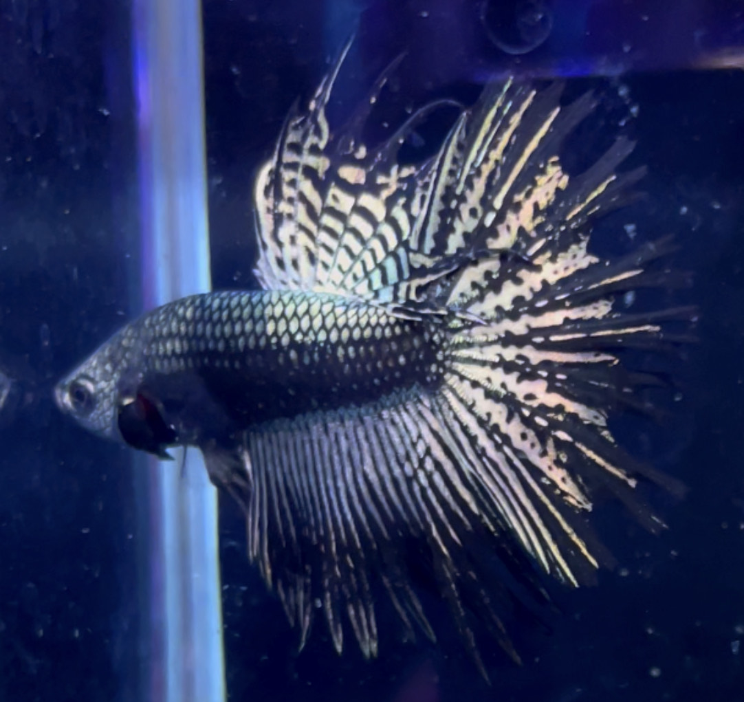 betta1046