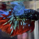 betta1047
