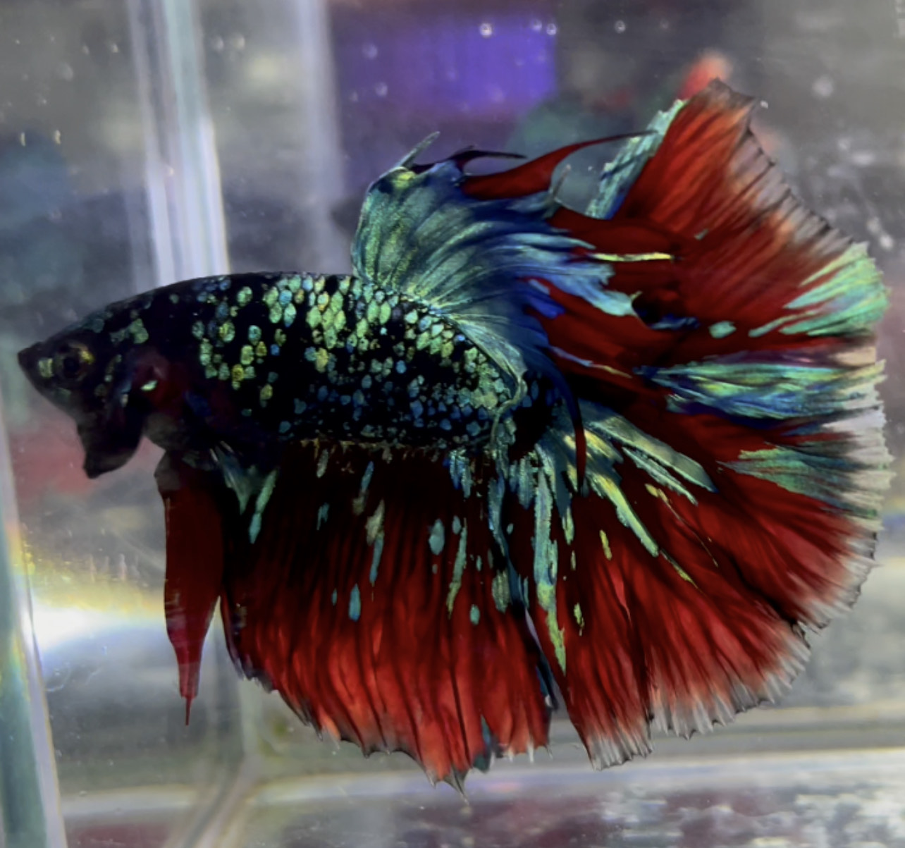 betta1047