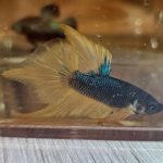 betta1048