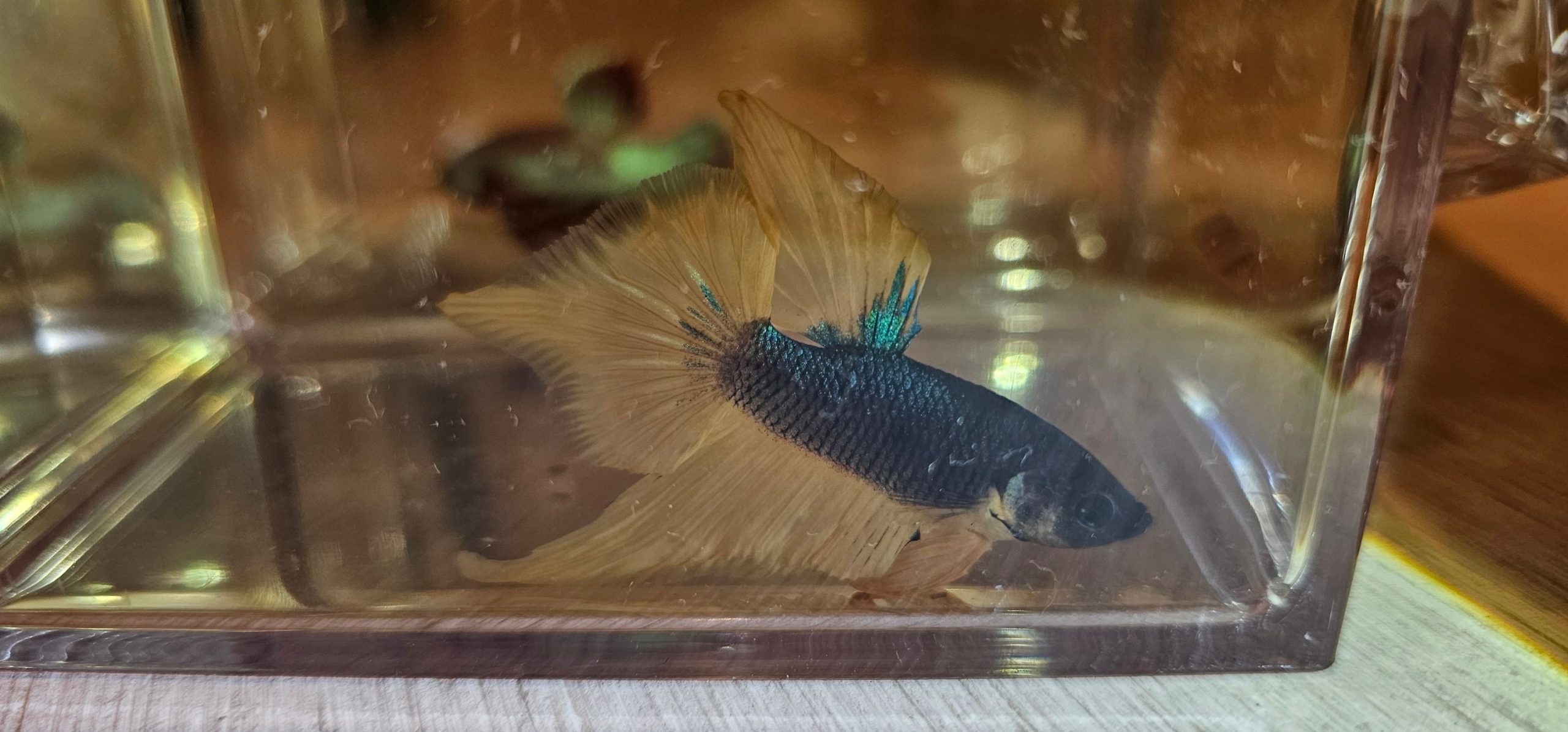 betta1048
