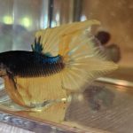 betta1048