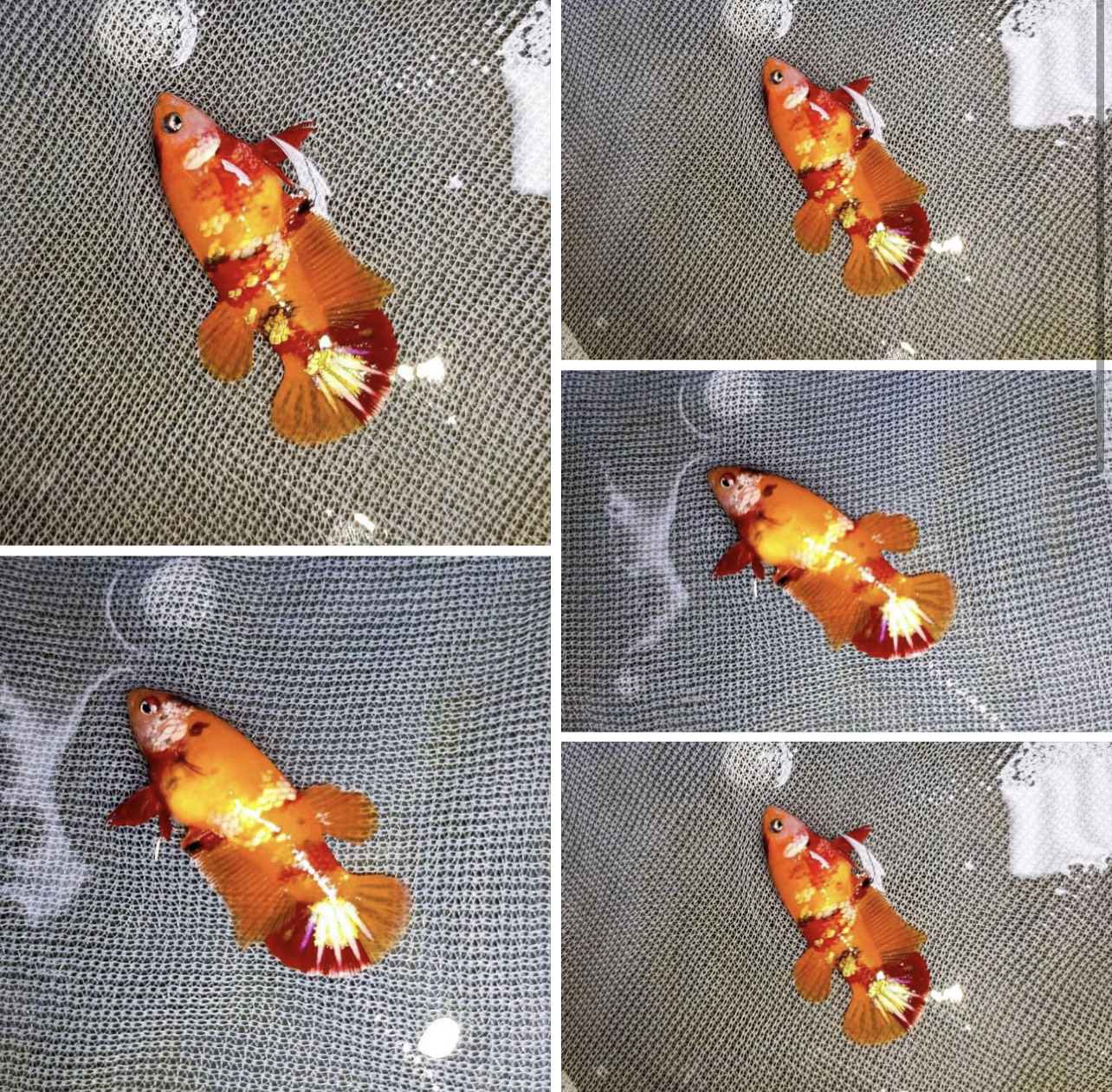 betta1050
