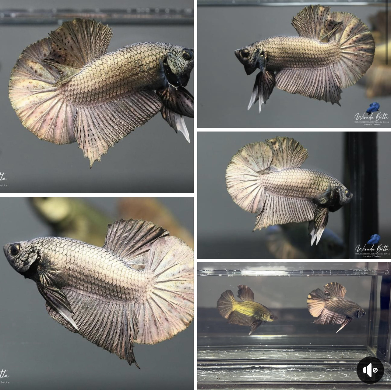 betta1049