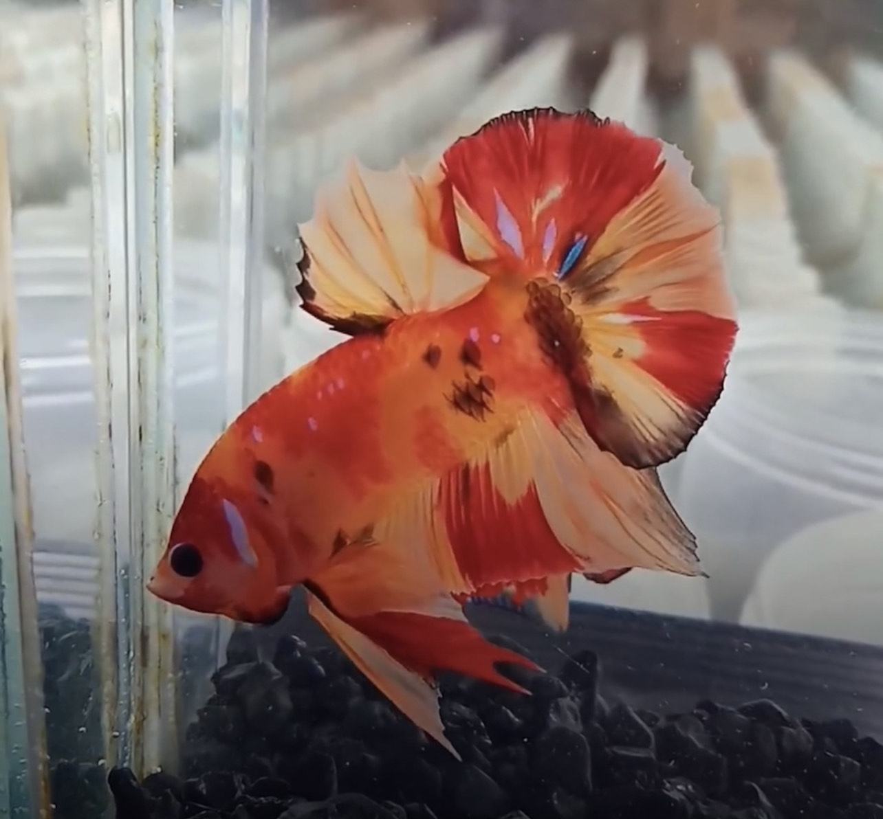 betta1051
