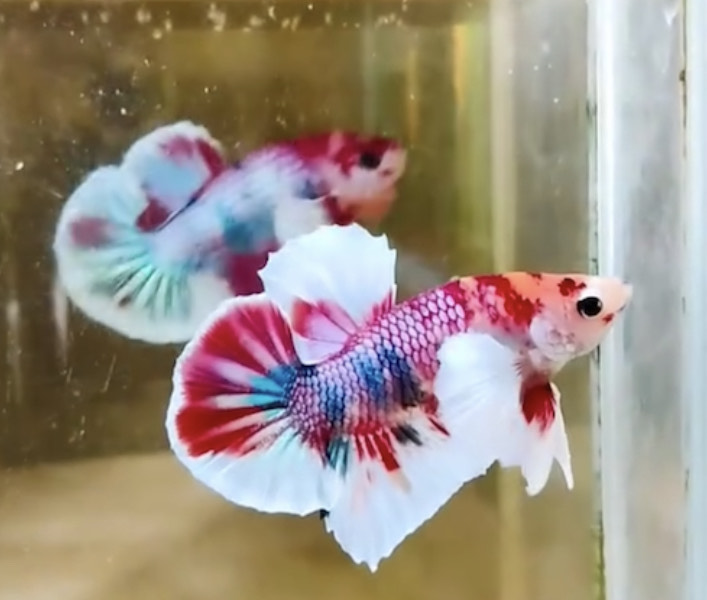 betta1052