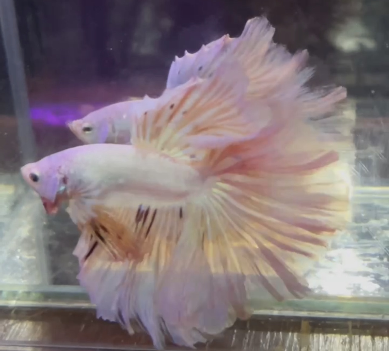 betta1035