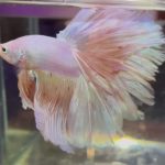 betta1037