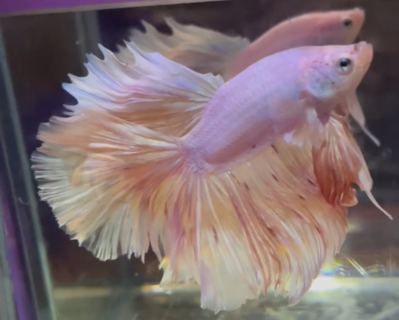 betta1037