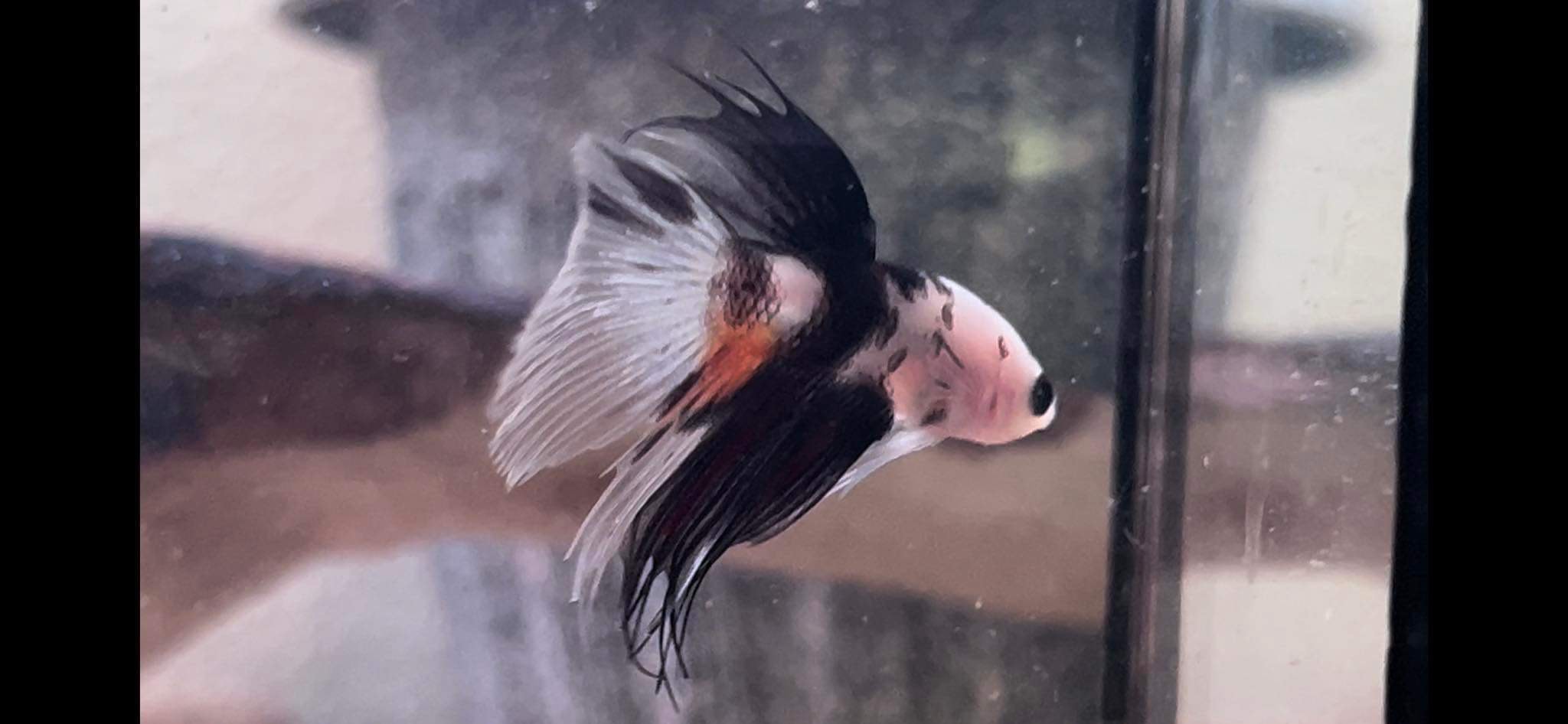 betta1070