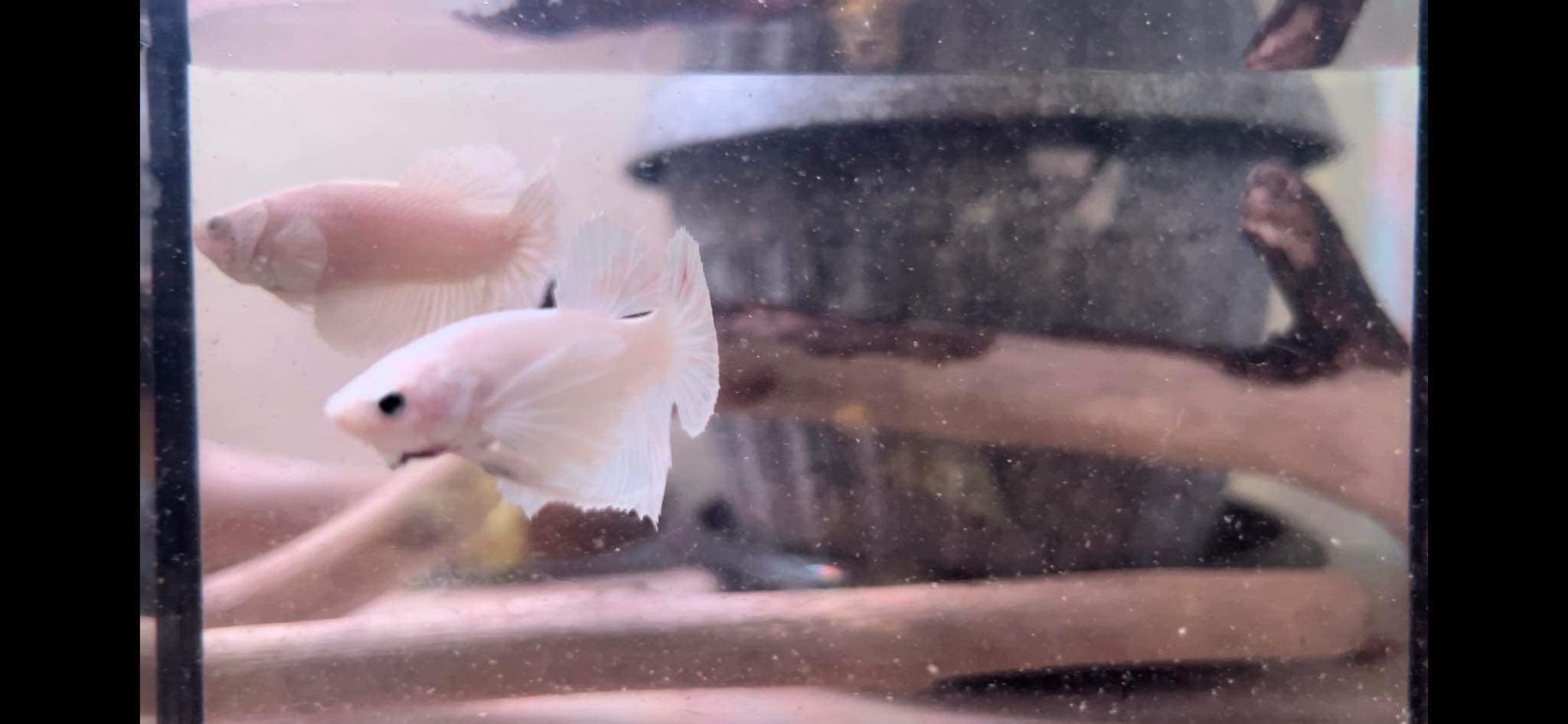 betta1068