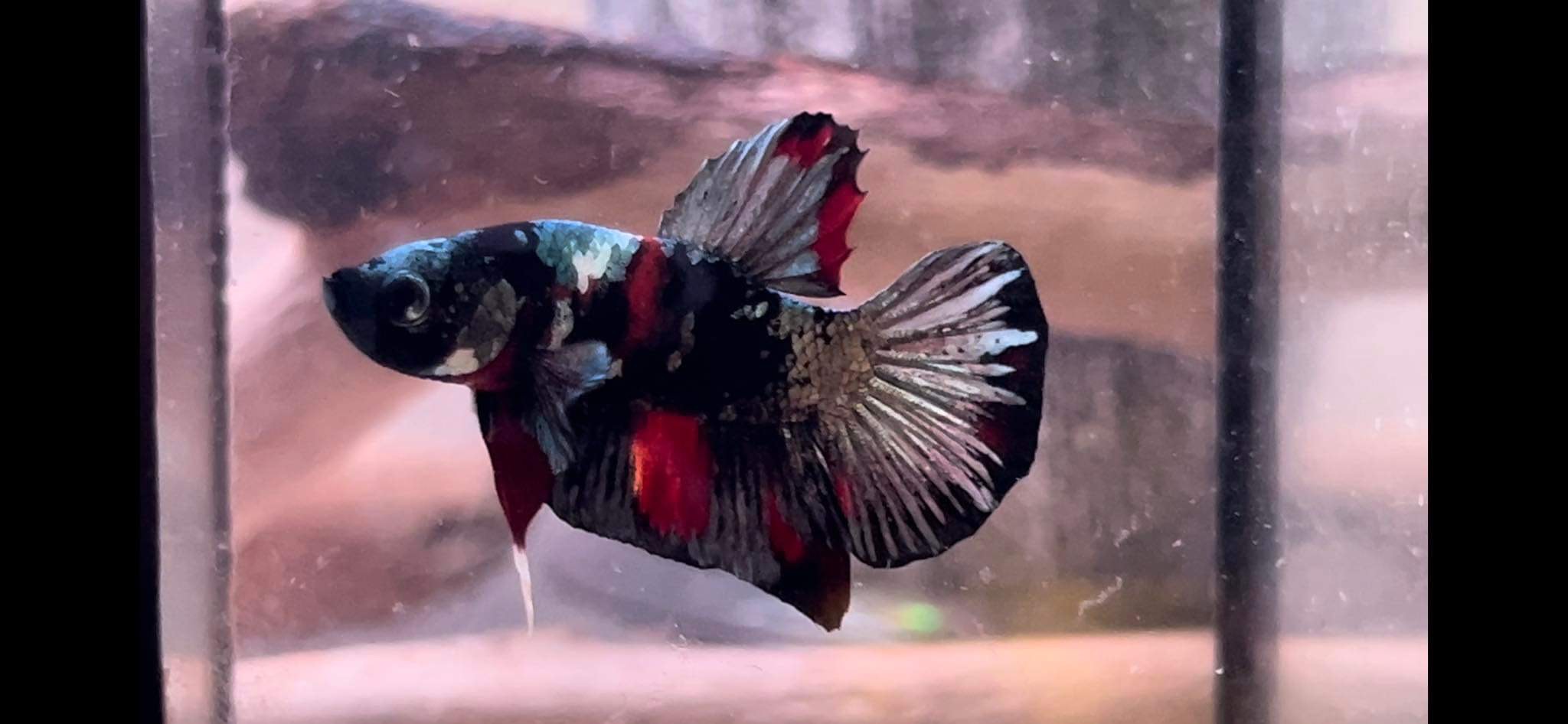 betta1074