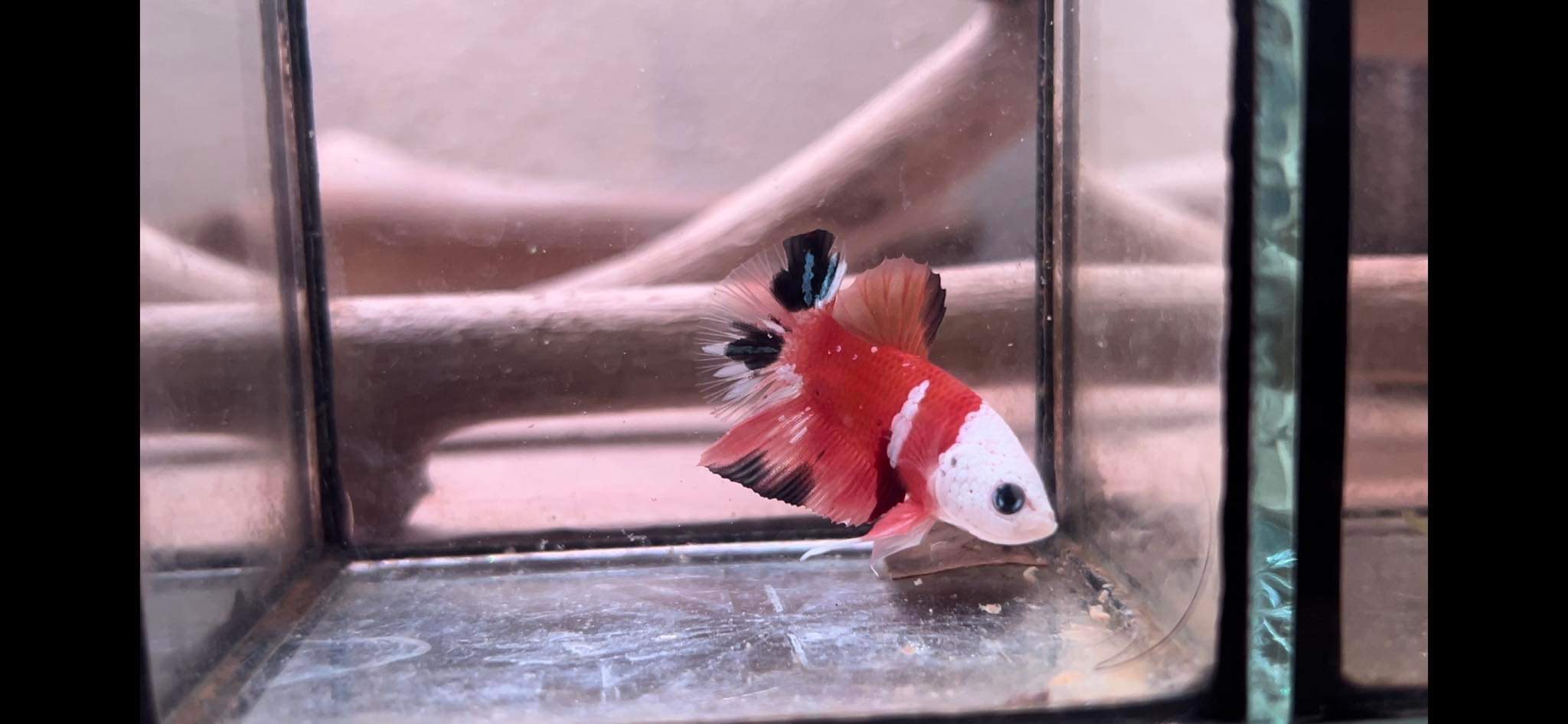 betta1075