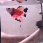 betta1075
