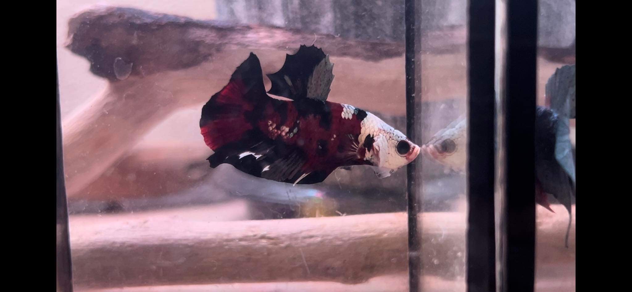 betta1078