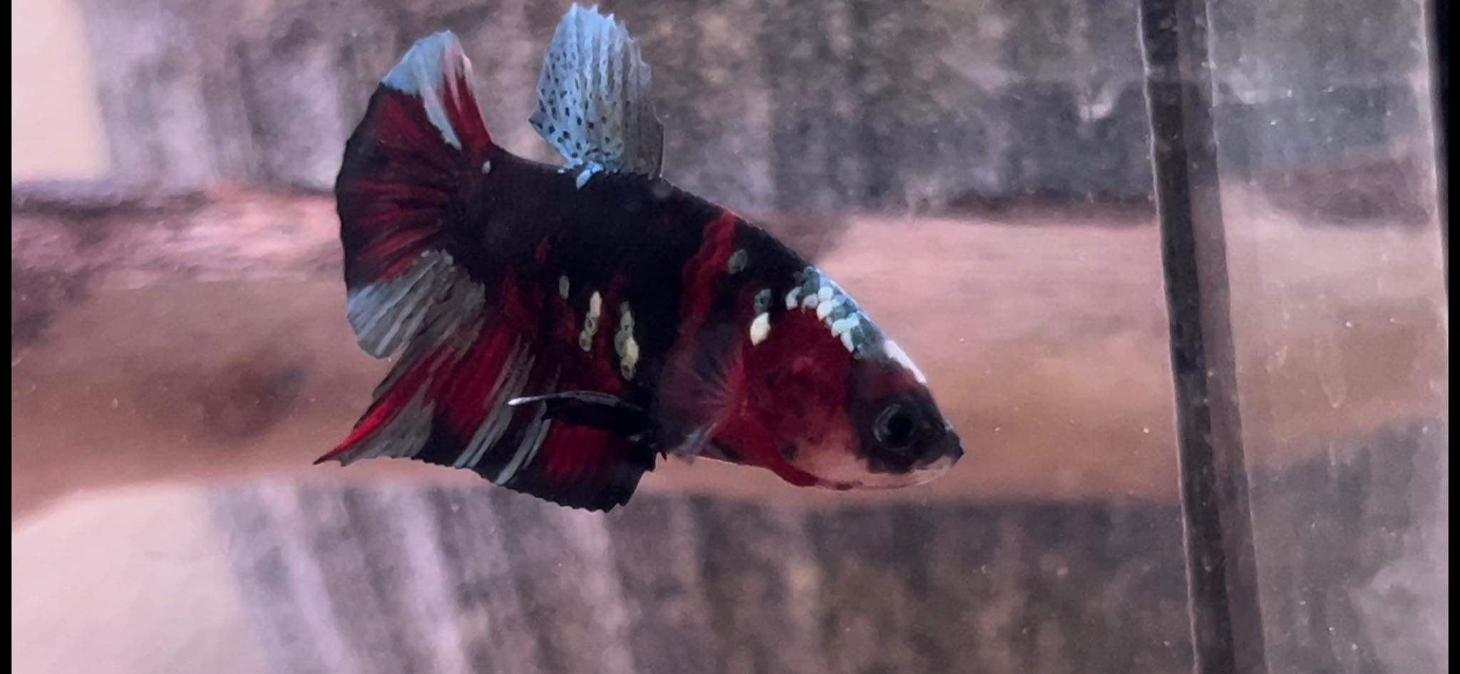 betta1073