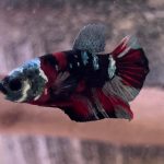betta1073