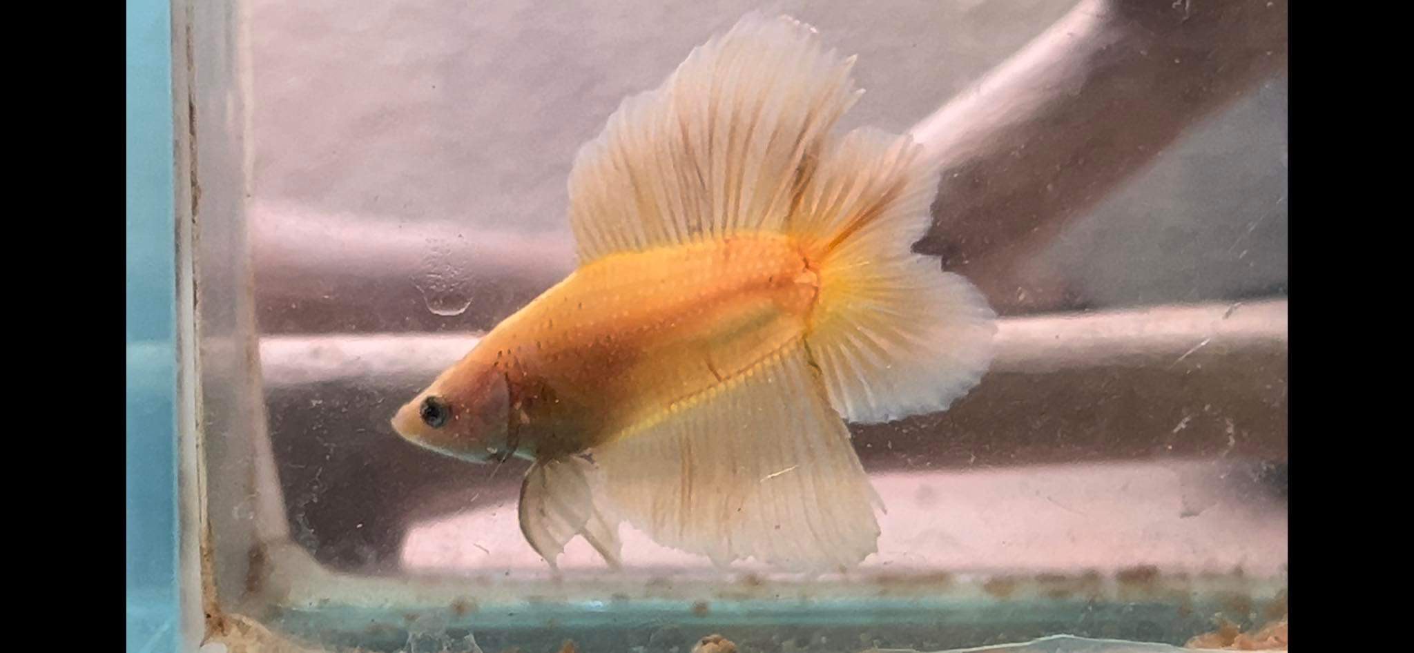 betta1072