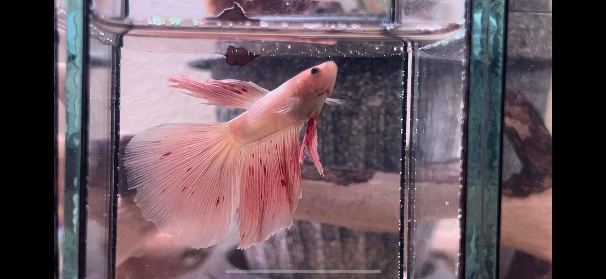 betta1077