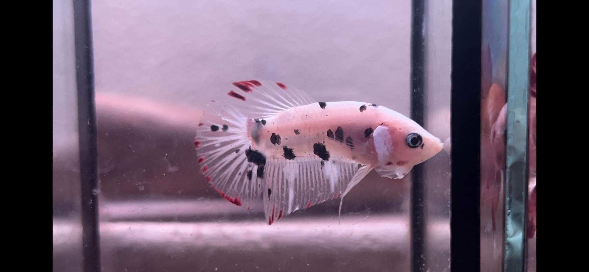 betta1080