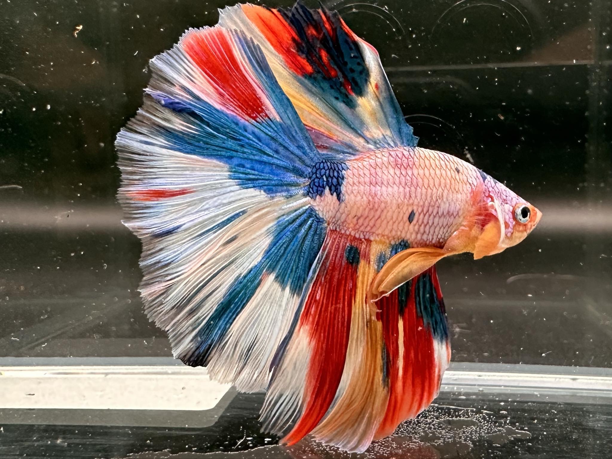 betta1061