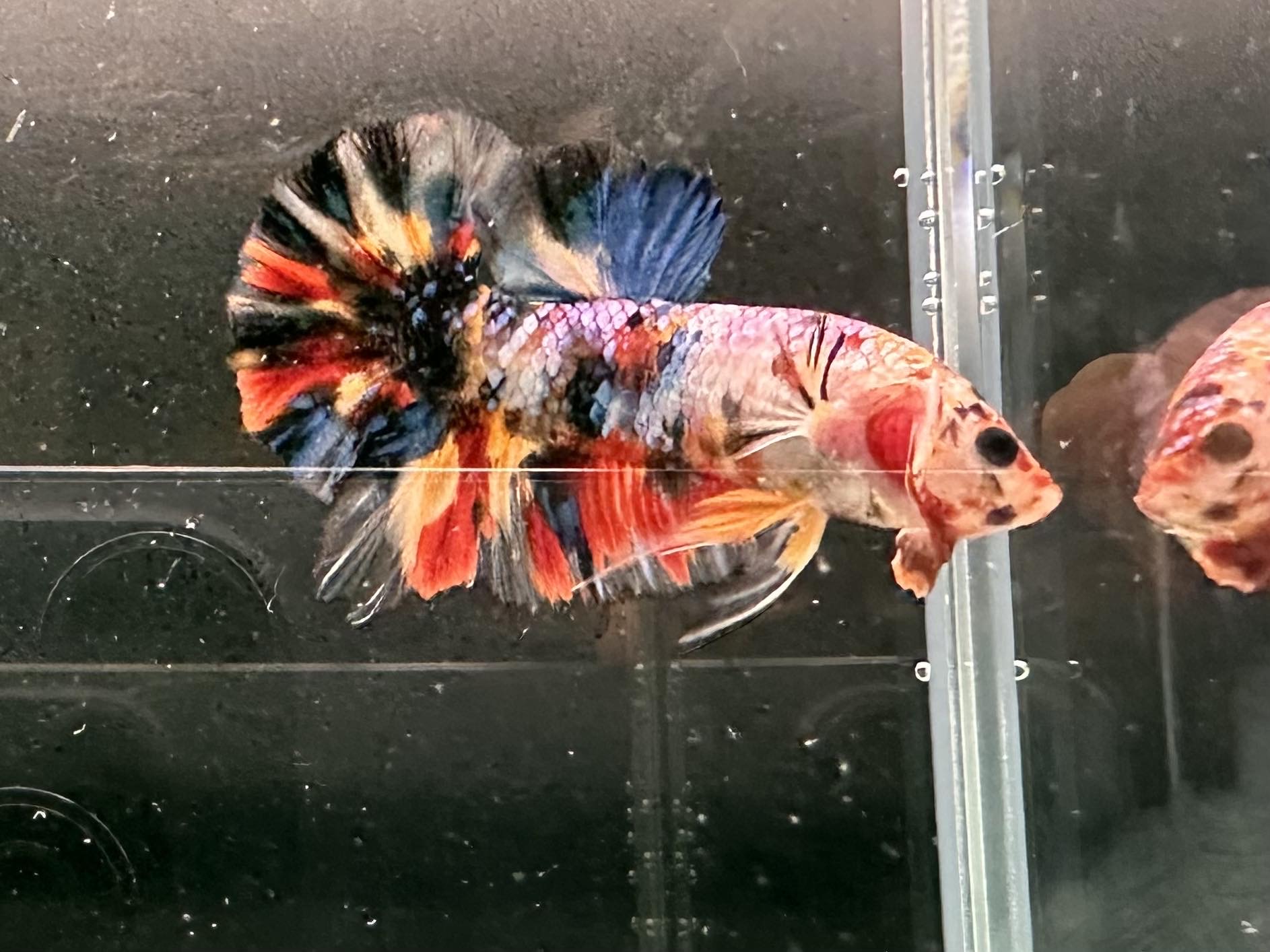 betta1058