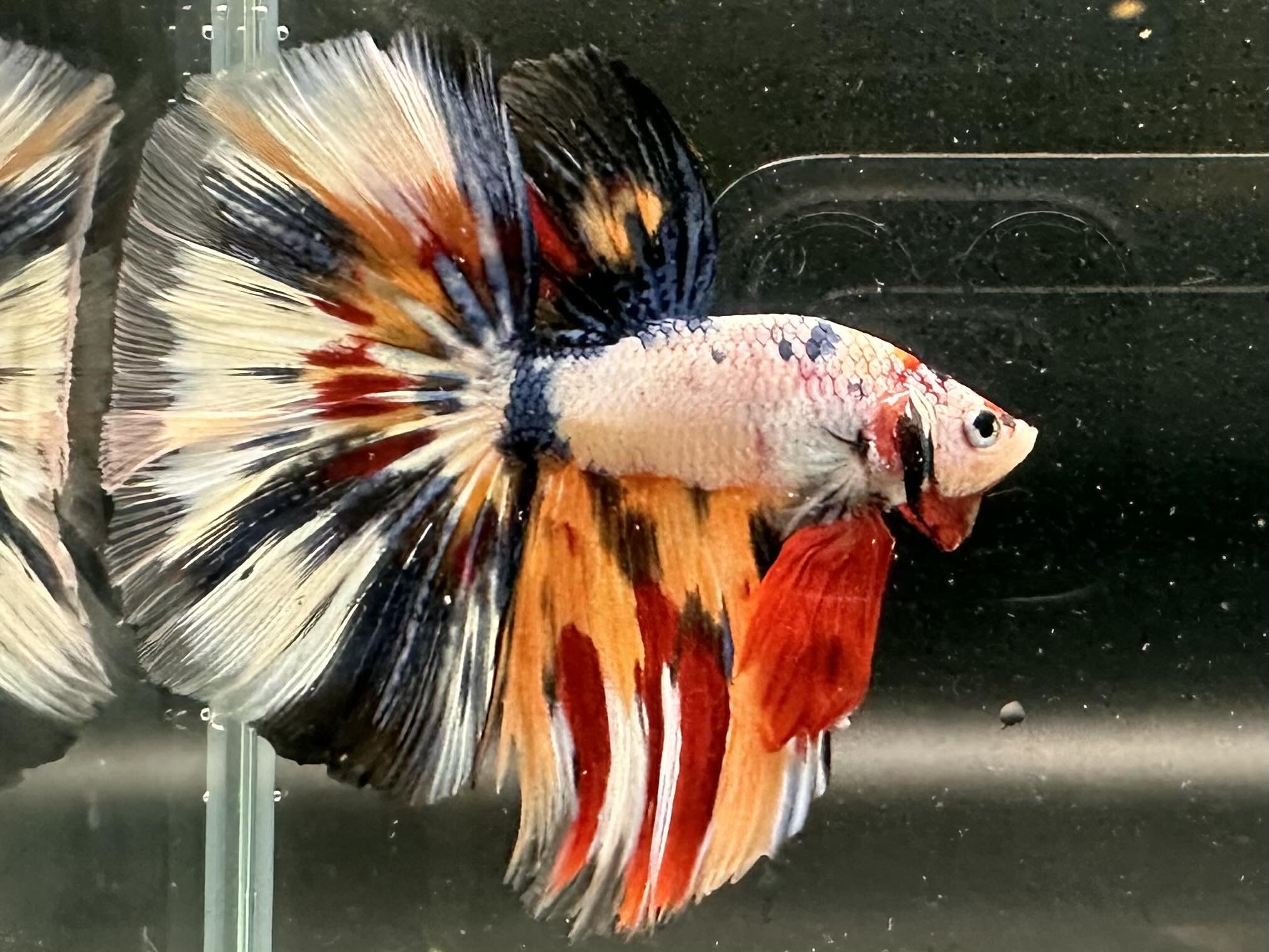 betta1053