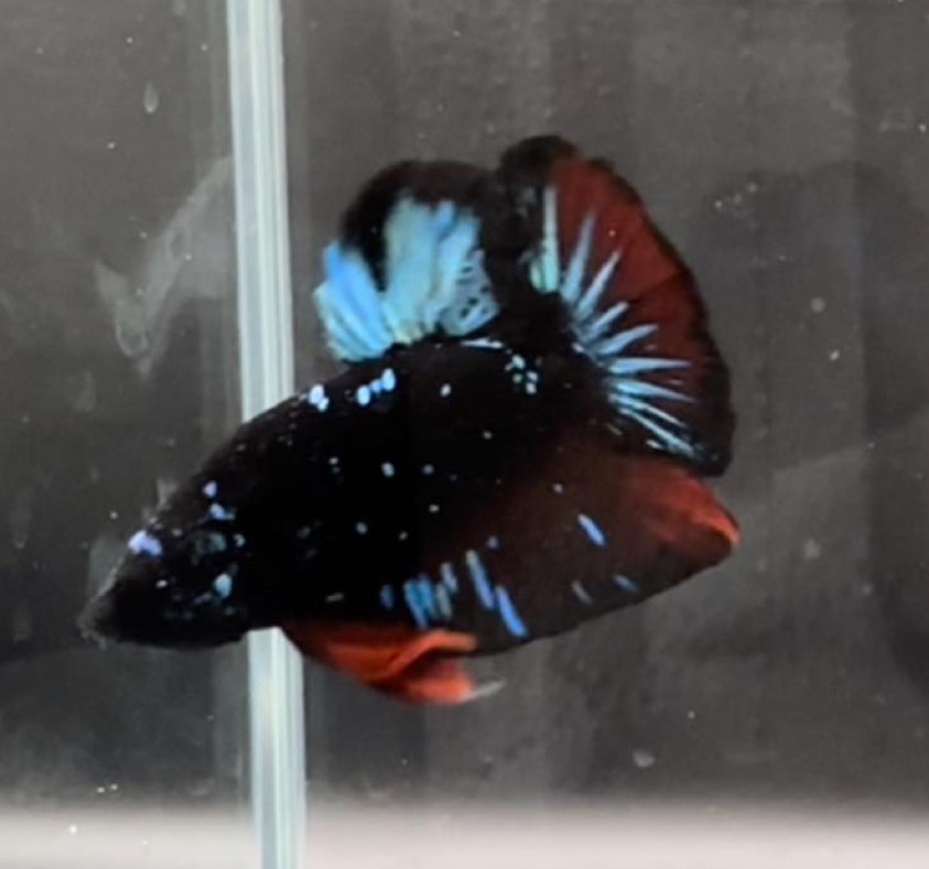 betta1057